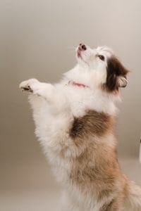 Brown and white Siberian Husky standing on its hind legs
