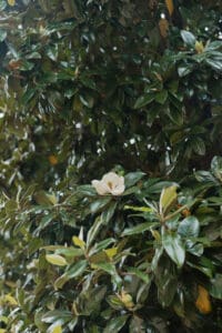 White blossom on a dark green glossy evergreen shrub camelliacamellia like with surrounding leaves